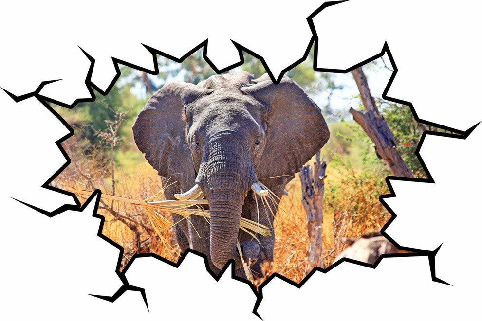 VWAQ African Elephant Wall Decal, 18"x22"