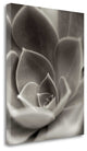 "Florison - 25" By Alan Blaustein, Giclee Print on Gallery Wrap Canvas