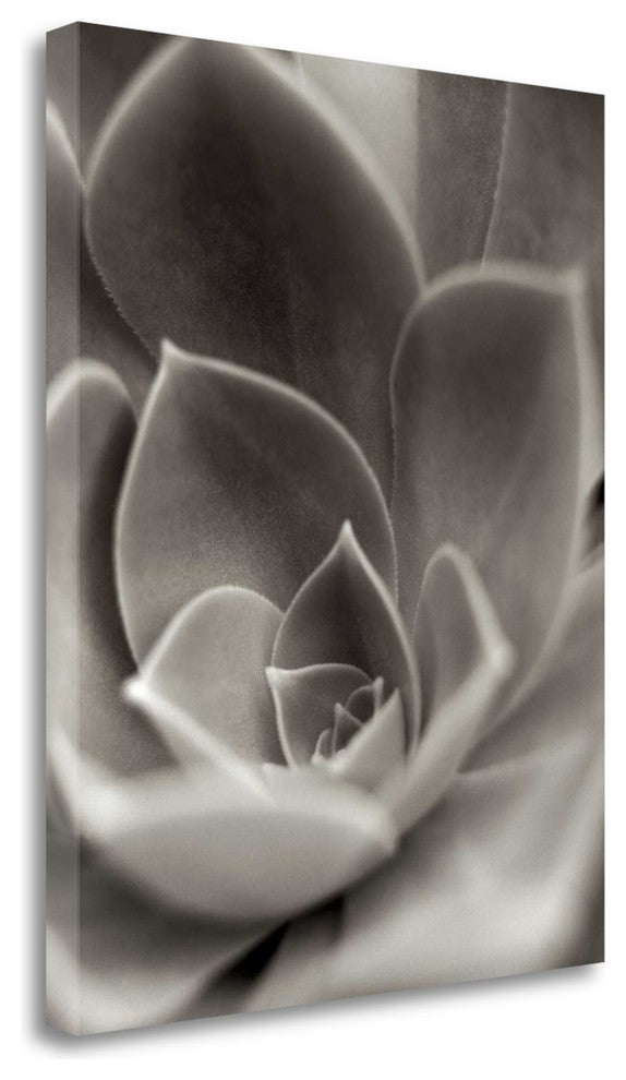 "Florison - 25" By Alan Blaustein, Giclee Print on Gallery Wrap Canvas