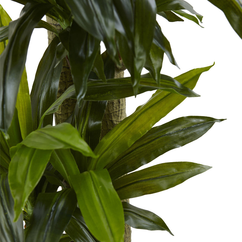 5.5' Corn Stalk Dracaena with Black Wash Planter