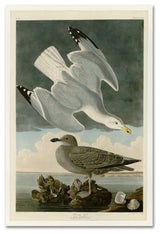 Audubon 'Herring Gullplate 291' Canvas Art, 32 x 22