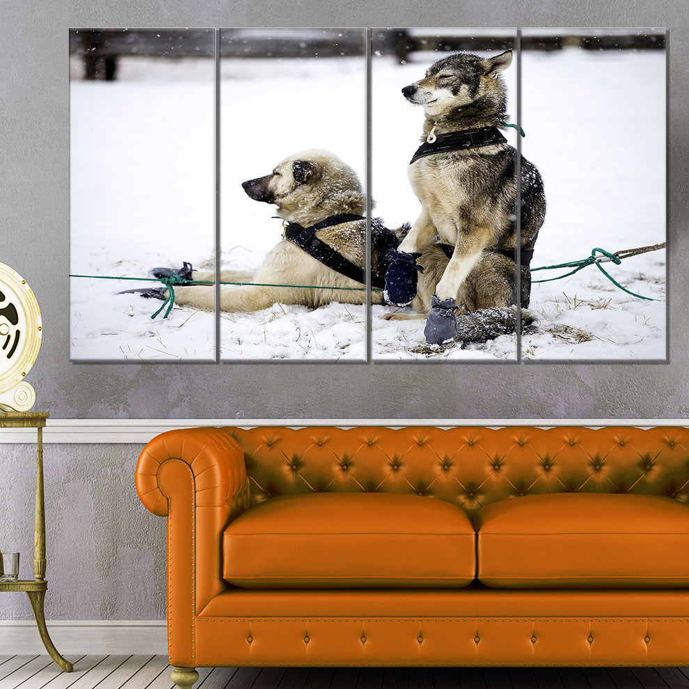 Large Sled Dogs Relaxing, Oversized Animal Wall Art, 48"x28", 4 Panels