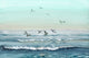 "Flying Birds" Painting Print on Wrapped Canvas, 60"x40"