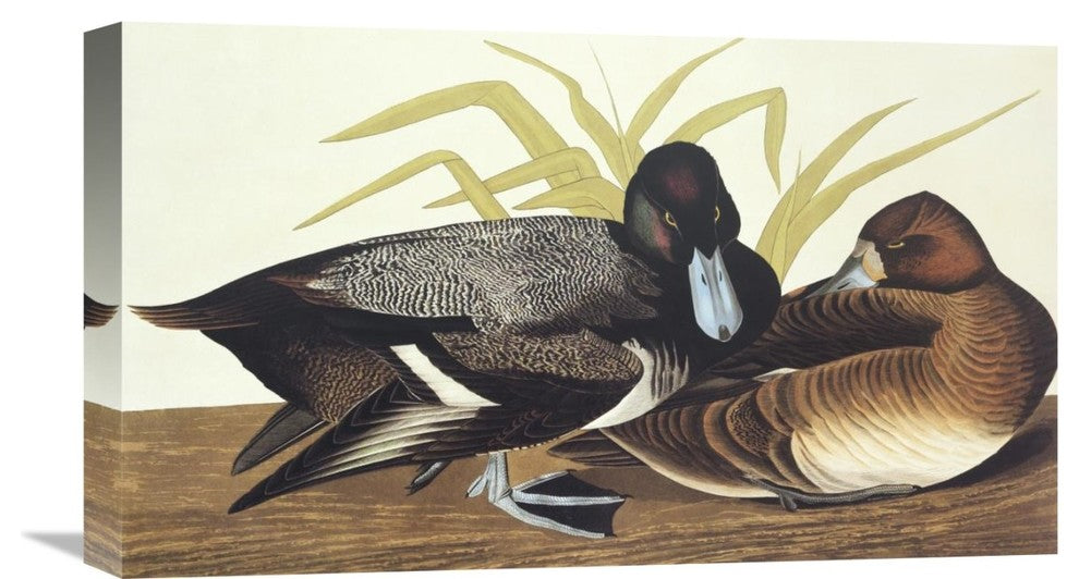 "Scaup Duck" Stretched Canvas Giclee by John James Audubon, 22"x13"