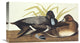 "Scaup Duck" Stretched Canvas Giclee by John James Audubon, 22"x13"