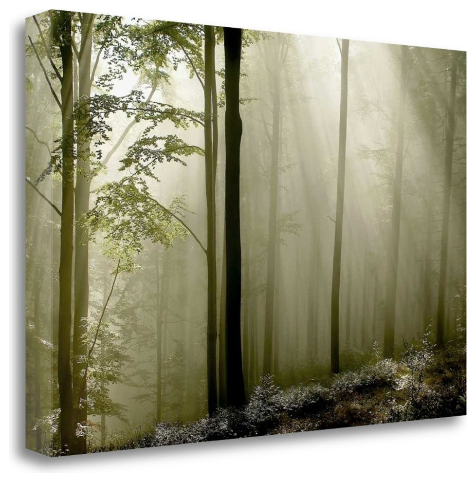 "Green Woods 2" By Photoinc Studio, Giclee Print on Gallery Wrap Canvas
