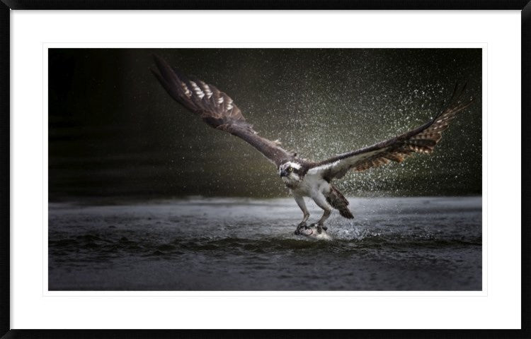 "Deadly Catch" Framed Digital Print by Phillip Chang, 44x28"