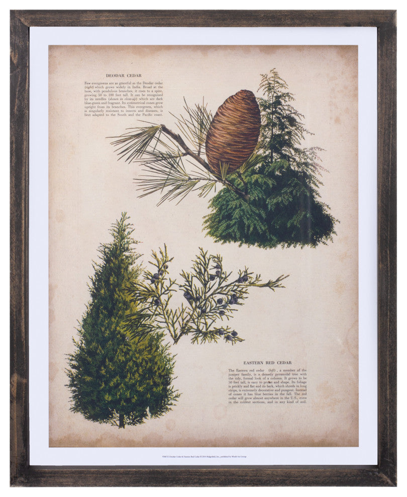 Framed Pine Print, 4-Piece Set