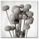 Alan Blaustein ''Florison 33'' Canvas Art, 18x18