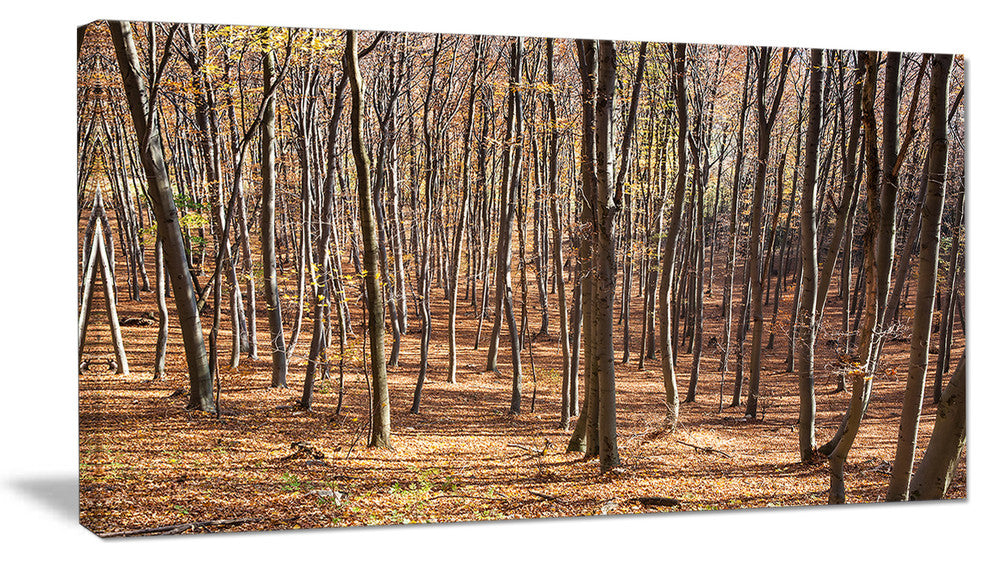 Thick Carpathian Deciduous Forest, Forest Canvas Art Print, 32"x16"