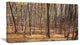 Thick Carpathian Deciduous Forest, Forest Canvas Art Print, 32"x16"