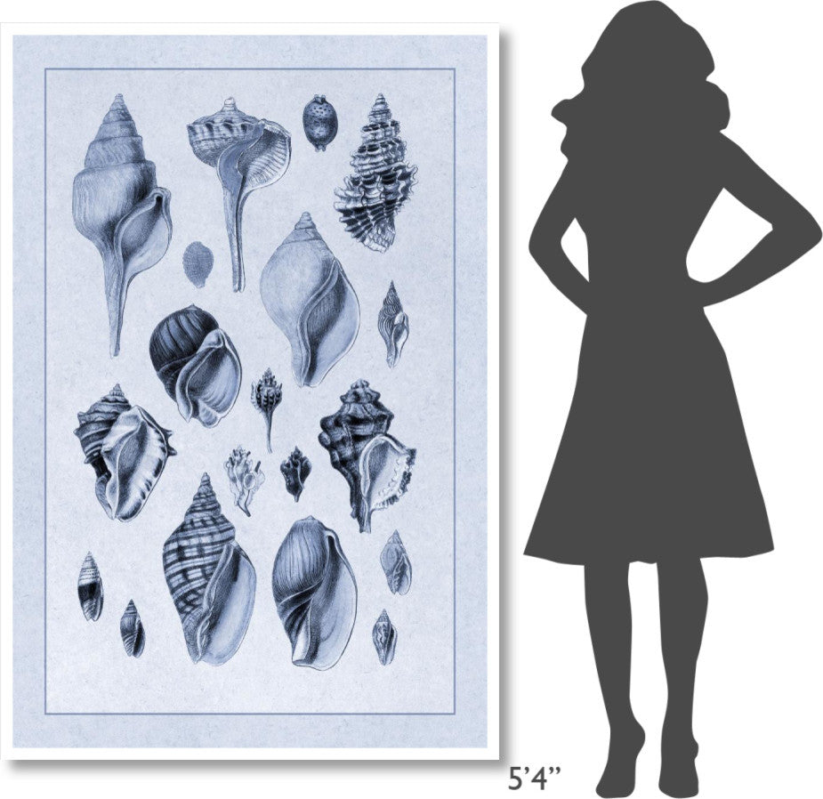 "Shells: Sessile Cirripedes #3 (Blue)" Paper Print by G.B. Sowerby, 42"x62"