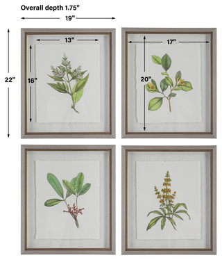 Uttermost Wildflower Study Framed Prints, Set of 4