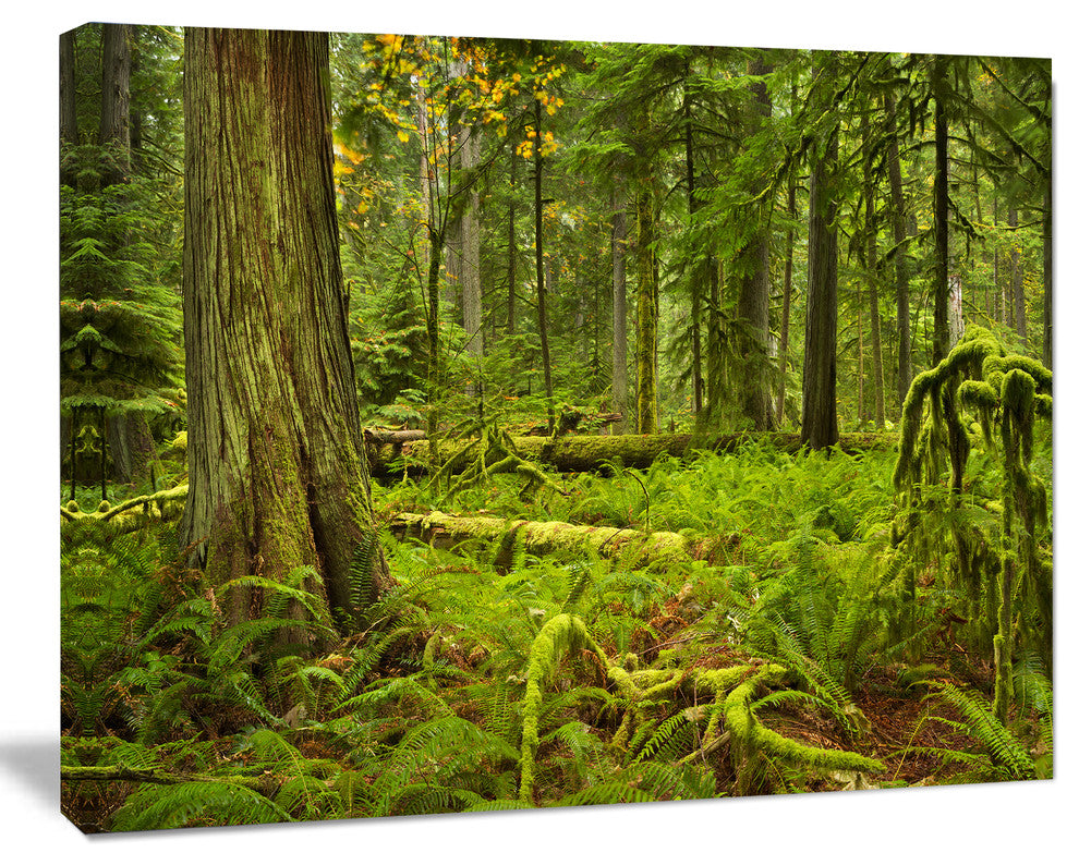 Lush Rainforest in Cathedral Grove, Landscape Canvas Art Print, 60x40