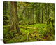 Lush Rainforest in Cathedral Grove, Landscape Canvas Art Print, 60x40