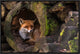"Fox" Framed Canvas Giclee by Cees Van Ginkel, 23x16"