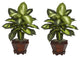 Dieffenbachia With Wood Vase Silk Plant, Set of 2, Golden