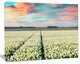Morning in Tulip Farm Near Espel Village, Large Landscape Canvas Art, 60"x28"