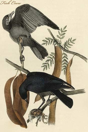 Fish Crow - Fine Art Giclee Print 24" x 36"