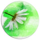White Chamomile With Green Splashes, Floral Round Wall Art, 36"