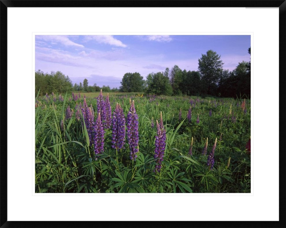 Lupine In Meadow Near Crescent Beach, British Columbia, Canada, 30"x24"