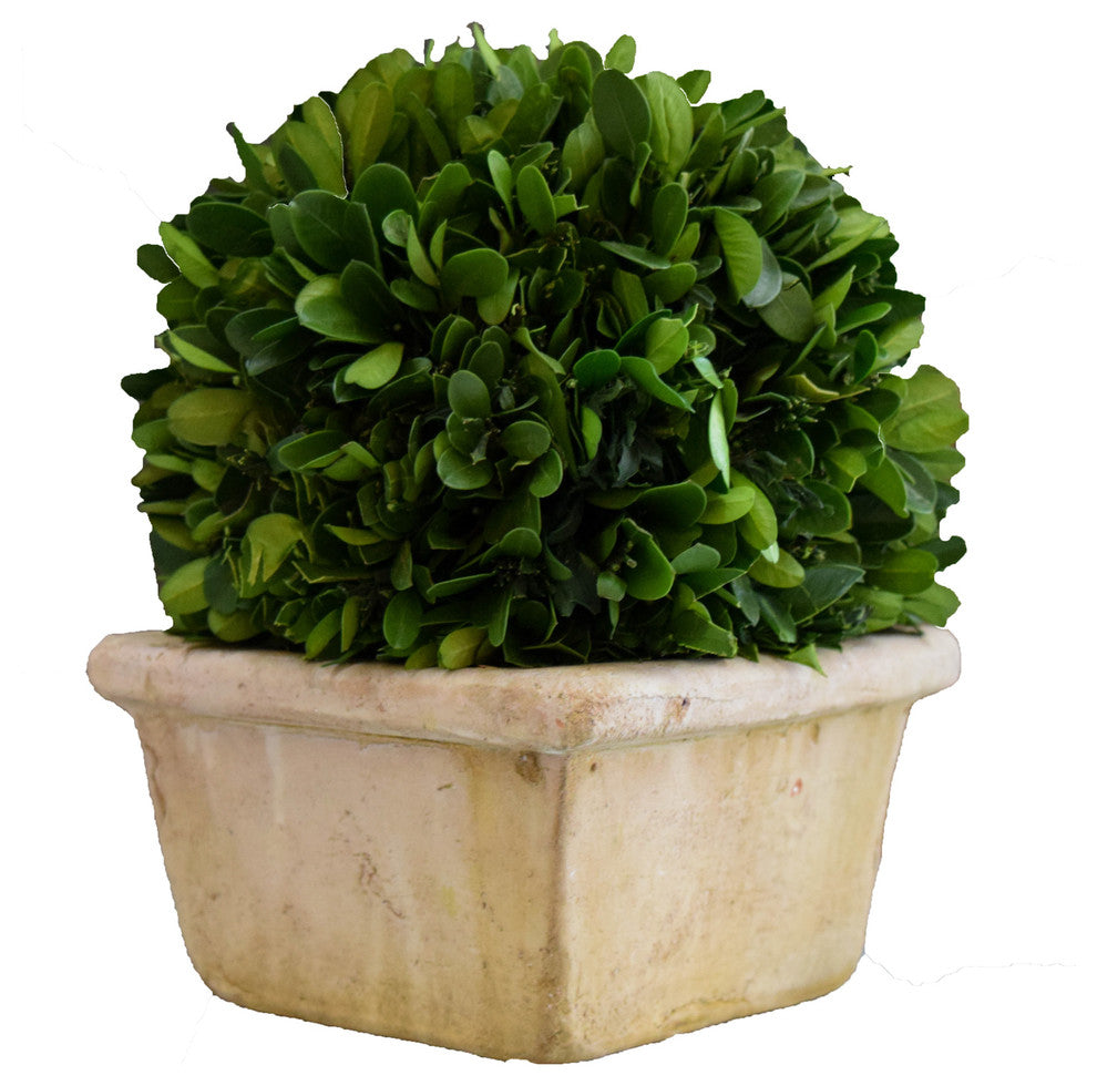 Boxwood Ball In Square Pot 8"H