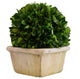 Boxwood Ball In Square Pot 8"H