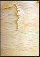 "Birch close up of tree trunk, North America"  by Tim Fitzharris, 26x37"