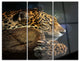 "Relaxing Jaguar" Photography Glossy Metal Wall Art, 3 Panels, 36"x28"