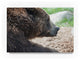 "Brown Grizzly Bear" by Robert Michaud, Canvas Art