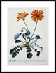 "African Daisy" Framed Digital Print by Georg Dionysius Ehret, 29x38"
