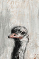 "Ostrich You Cute" Painting Print on Wrapped Canvas, 8"x12"