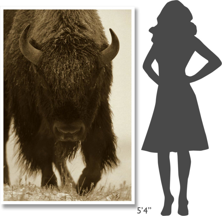 "American Bison portrait in snow, North America" Paper Art, 42"x62"