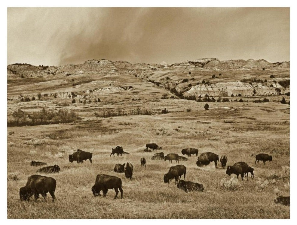 "American Bison herd grazing, Theodore Roosevelt NP" Paper Art, 34"x26"