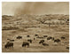 "American Bison herd grazing, Theodore Roosevelt NP" Paper Art, 34"x26"