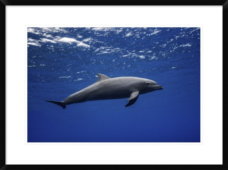 "Dolphin" Framed Digital Print by Barathieu Gabriel, 32x24"