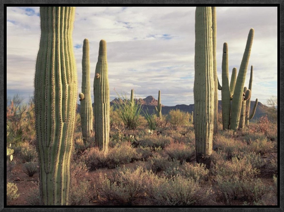 Safford Peak and Saguaro Saguaro National Park, Arizona, 16"x12"