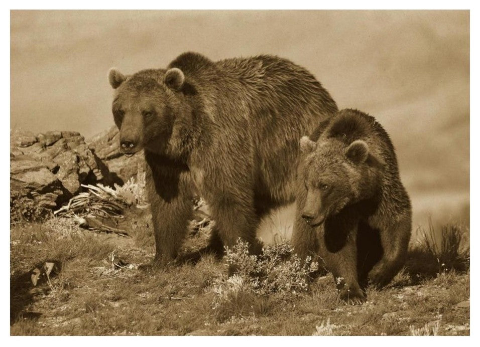 "Grizzly Bear mother with one year old cub, North America" Paper Art, 24"x17.62"