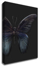 Black Butterfly on Grey by Design Fabrikken, Print on Canvas, 20" x 28"