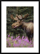 Alaska Moose Feeding On Fireweed Flowers In The Spring, Alaska, 22"x30"