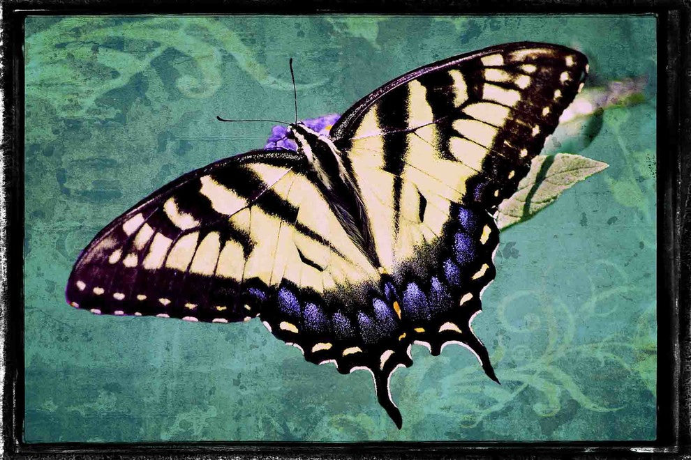 "Sparkling Tiger Swallowtail" Print on Canvas by Robertson
