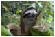 "Brown-throated 3-toed Sloth male, Aviarios Sloth Sanctuary" Paper Art, 26"x18"