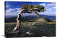 "Bristlecone Pine, Mt Evans, Colorado" Artwork, 32" x 24"