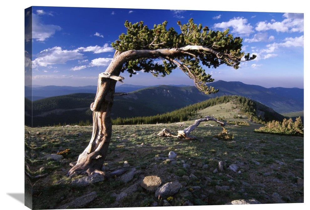 "Bristlecone Pine, Mt Evans, Colorado" Artwork, 32" x 24"