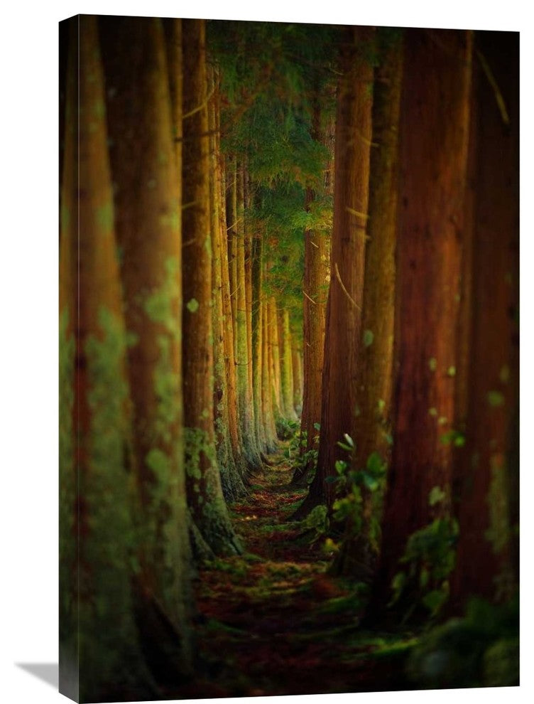 "Forest" Stretched Canvas Giclee by Rui Caria, 20x30"