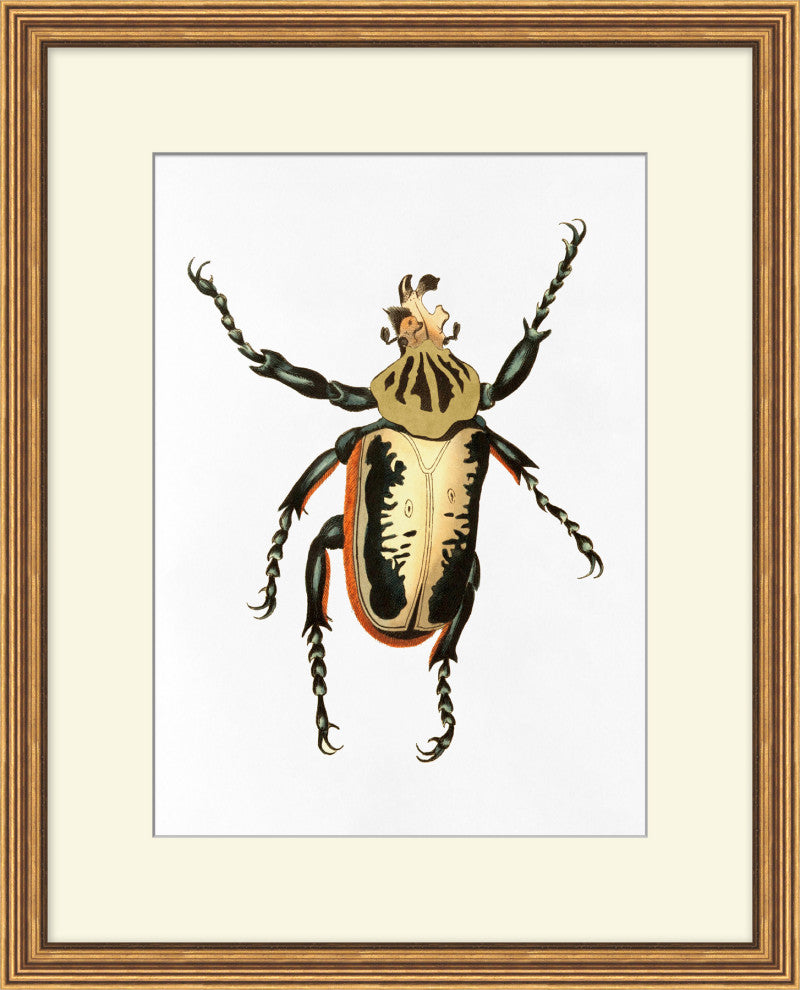 Gilded Beetle 6, Giclee Reproduction Artwork