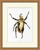 Gilded Beetle 6, Giclee Reproduction Artwork