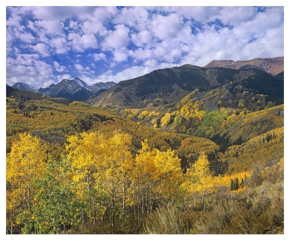 "Quaking Aspen in autumn, Colorado" Print by Tim Fitzharris, 24"x20"