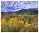 "Quaking Aspen in autumn, Colorado" Print by Tim Fitzharris, 24"x20"