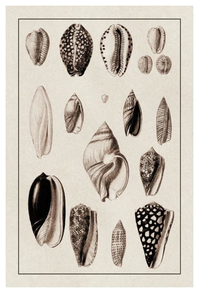 "Shells: Convoltae and Orthocerata (Sepia)" Paper Print by G.B. Sowerby, 18"x26"